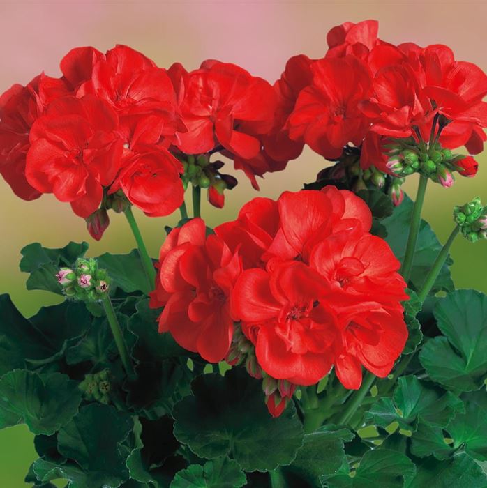 Geranie 'Grandeur® Classic Fire'