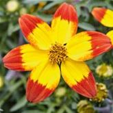 Bidens 'Taka Tuka® M Red Yellow Center'
