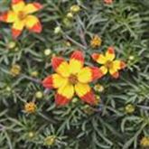 Bidens 'Taka Tuka® M Red Yellow Center'