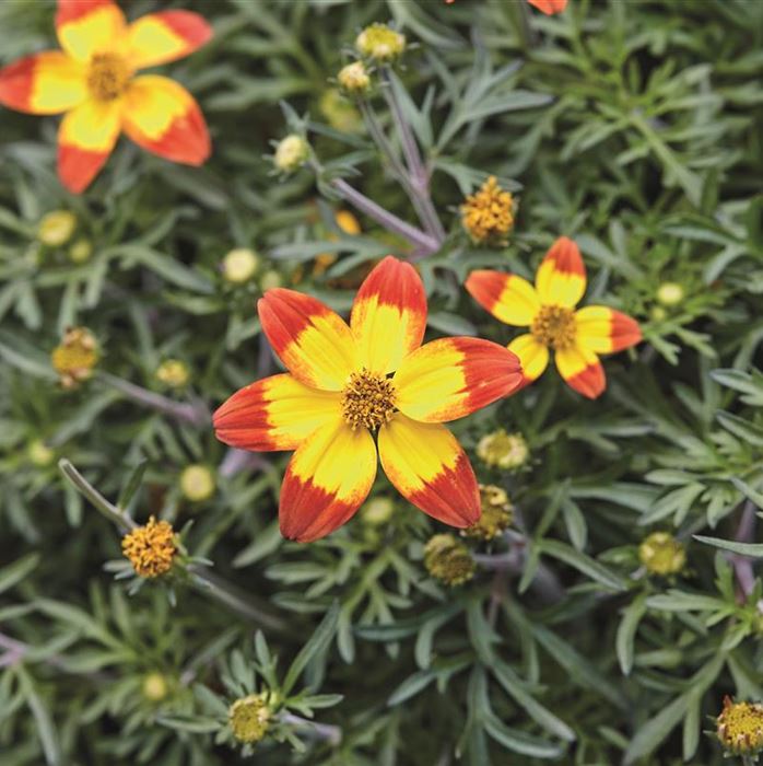 Bidens 'Taka Tuka® M Red Yellow Center'