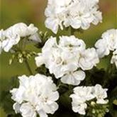 Geranie 'Grandeur® Classic White'