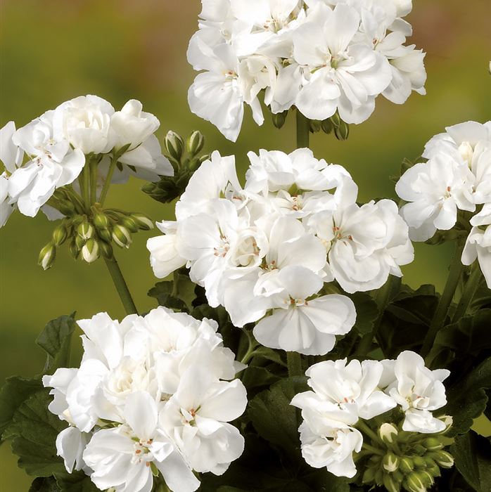 Geranie 'Grandeur® Classic White'