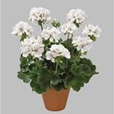 Geranie 'Grandeur® Classic White'