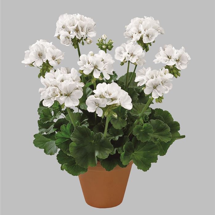 Geranie 'Grandeur® Classic White'