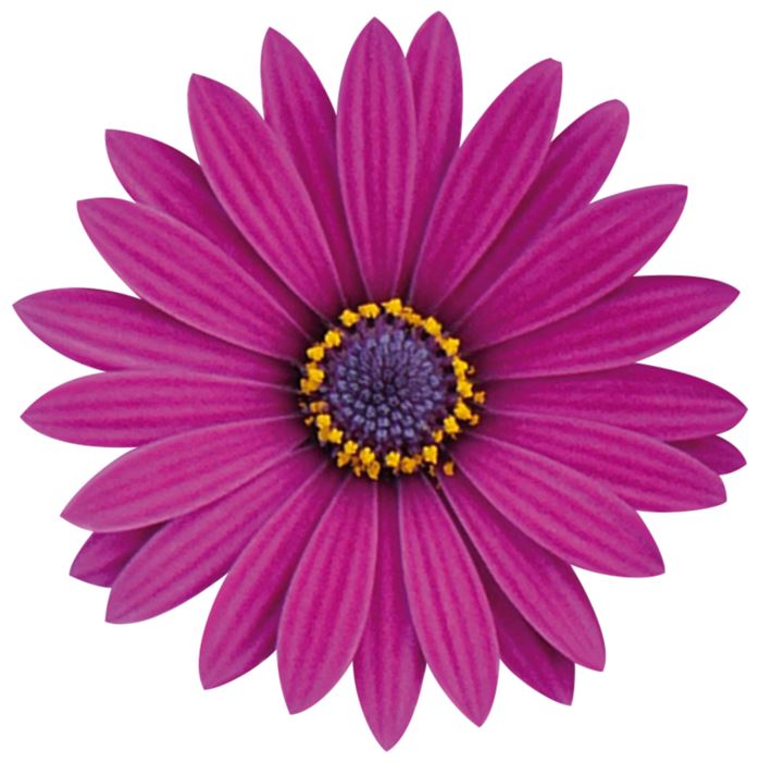 Kapkörbchen 'Erato® Compact Burgundy'