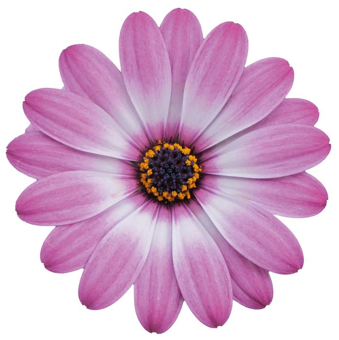 Kapkörbchen 'Erato® Compact Rose Bicolor'