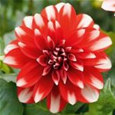 Dahlie 'Lubega® Power Red White'