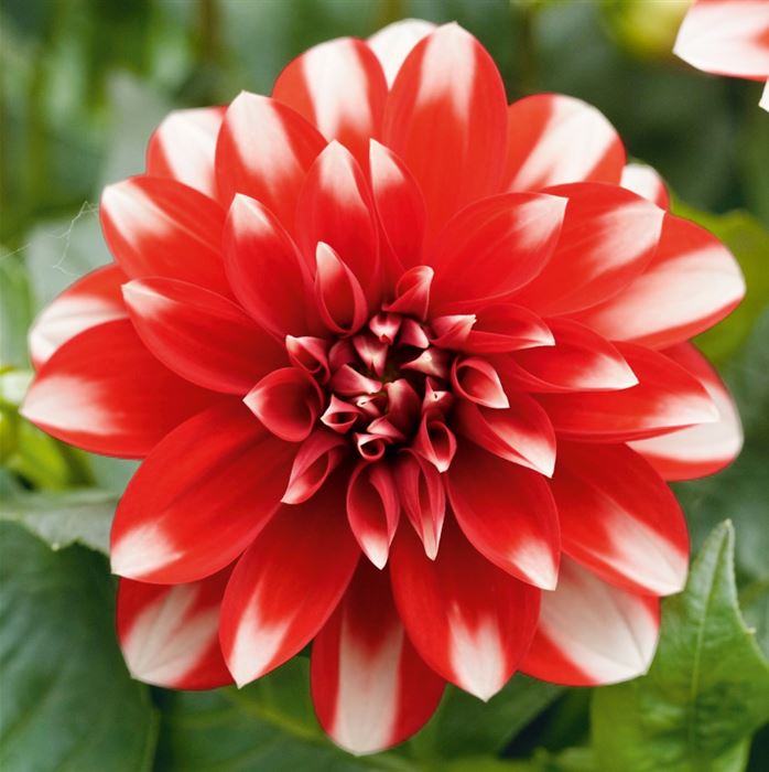 Dahlie 'Lubega® Power Red White'