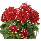 Dahlie 'Lubega® Power Red White'