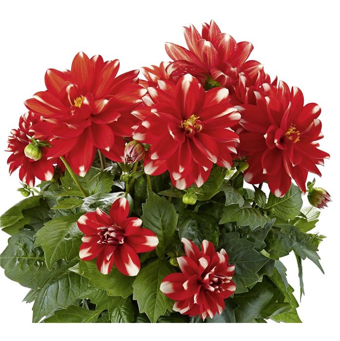 Dahlie 'Lubega® Power Red White'