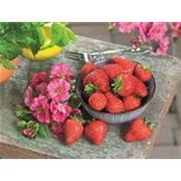 Rosen-Erdbeere 'Summer Breeze Cherry'