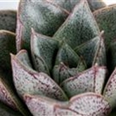 Echeverie purpusorum