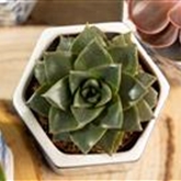 Echeverie purpusorum