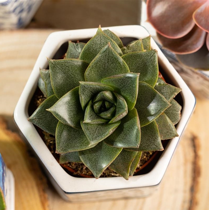 Echeverie purpusorum