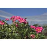 Rosen-Erdbeere 'Summer Breeze Cherry'