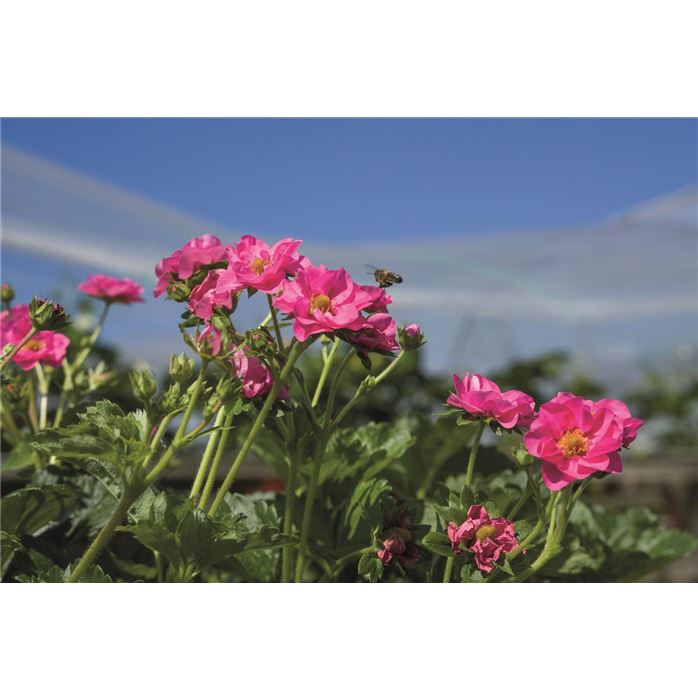 Rosen-Erdbeere 'Summer Breeze Cherry'