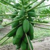 Papaya 'Sunnybees®'