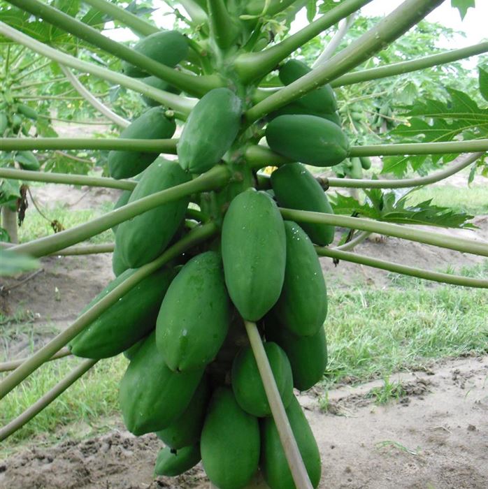 Papaya 'Sunnybees®'
