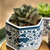 Echeverie purpusorum