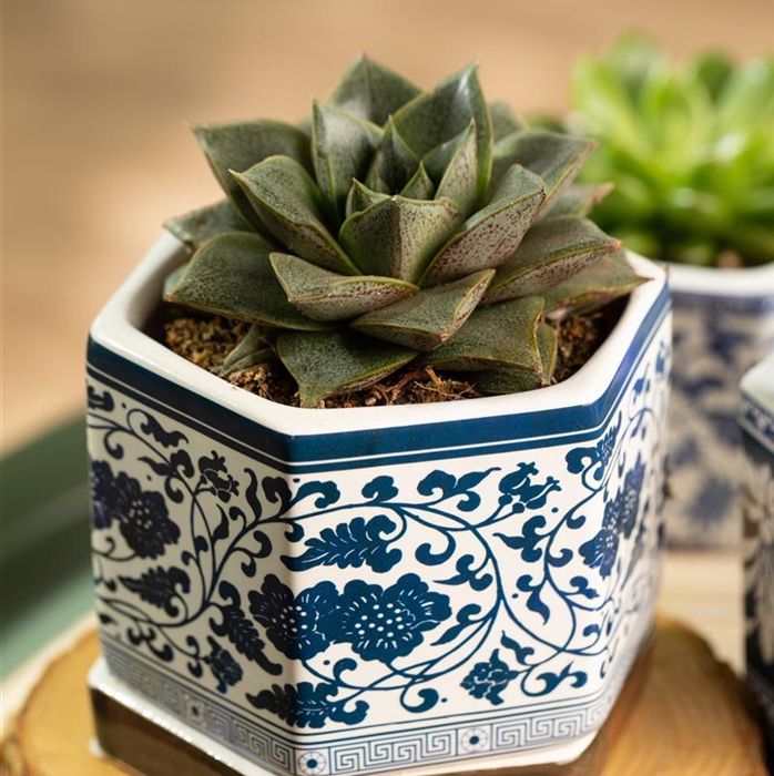 Echeverie purpusorum