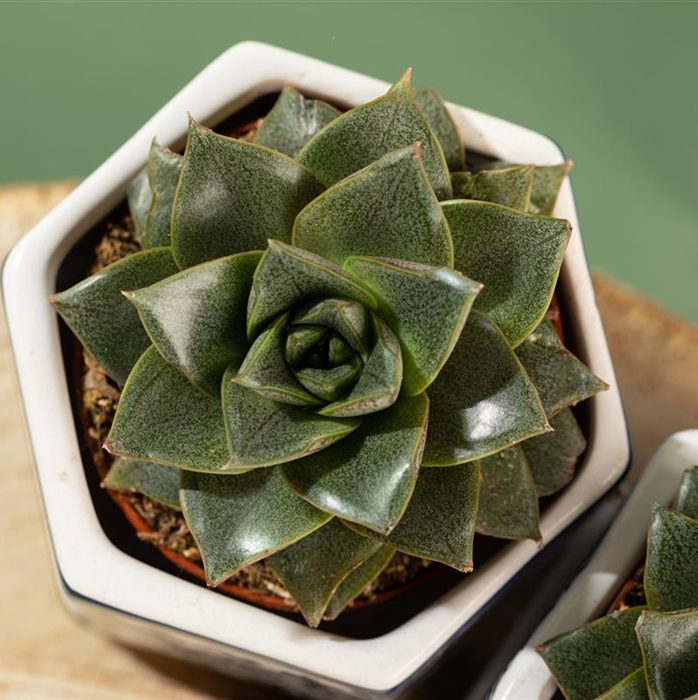 Echeverie purpusorum