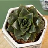 Echeverie purpusorum