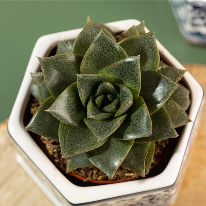 Echeverie purpusorum