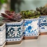 Echeverie purpusorum