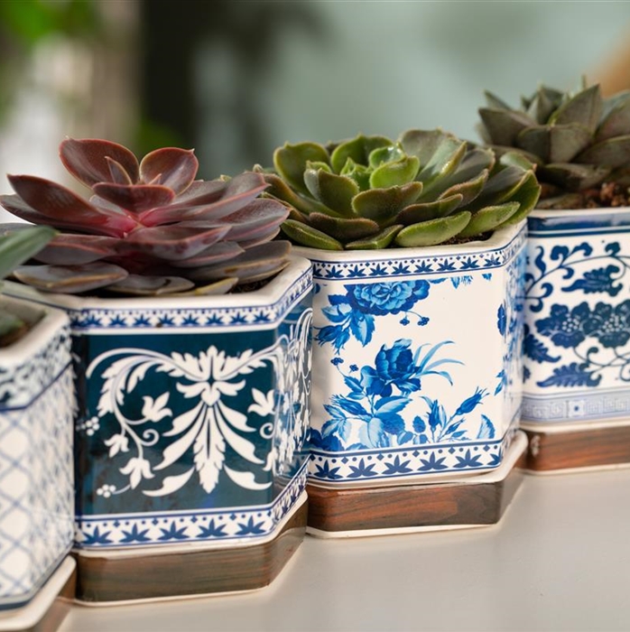 Echeverie purpusorum