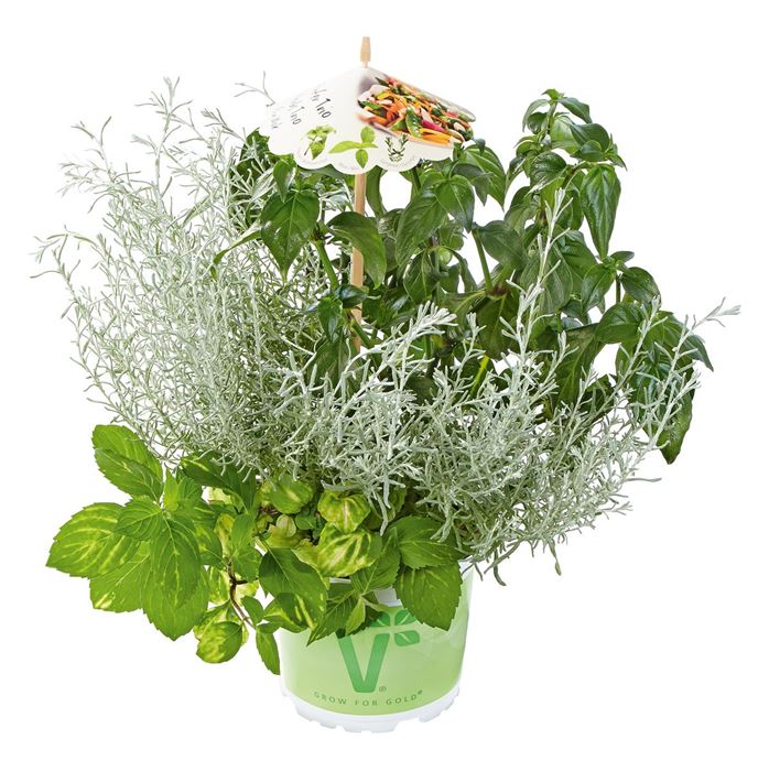 Kräuter-Trio Asia Wok