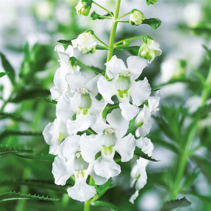 Engelsflügel 'Adessa® White'