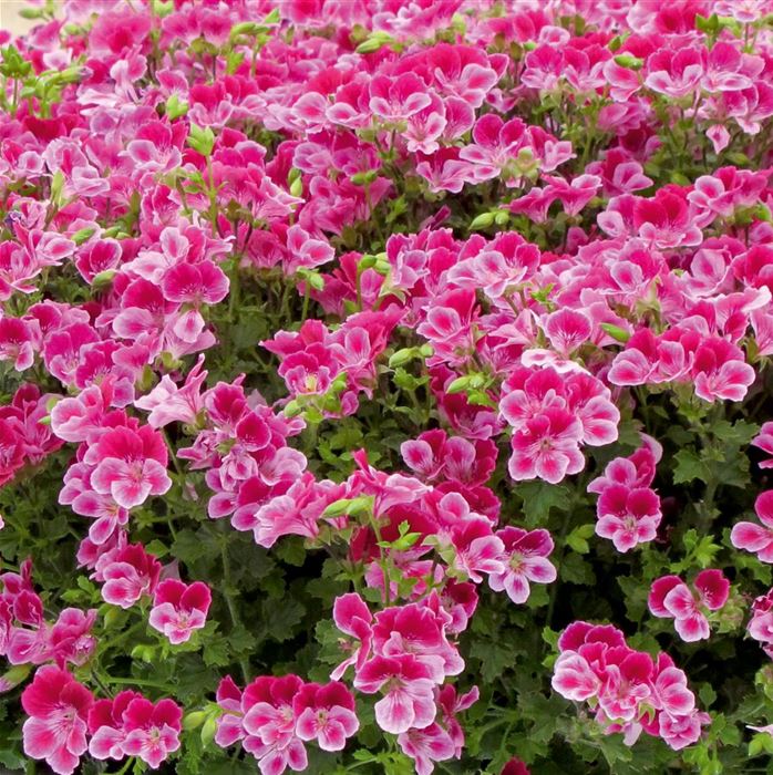 Schmetterlingsgeranie 'Angeleyes® Burgundy'