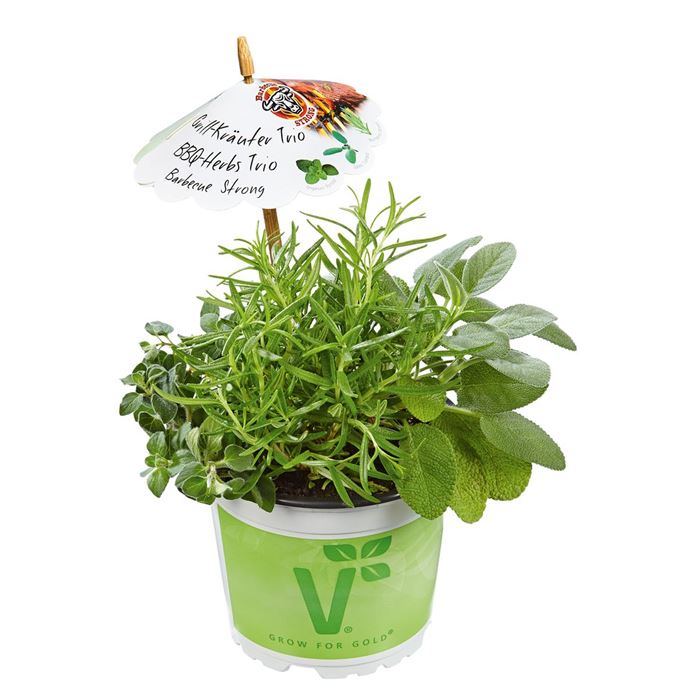 Kräuter-Trio Barbecue Strong