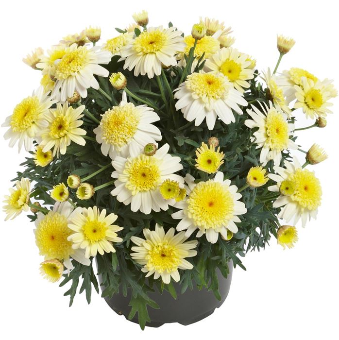 Strauchmargerite Aramis® 'Double Lemon'