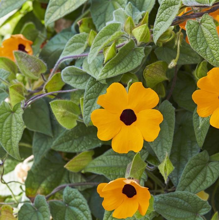 Schwarzäugige Susanne 'Sunny Susy® Orange Eye'