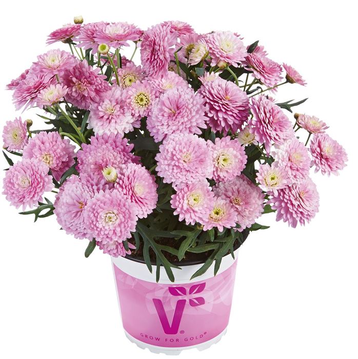 Strauchmargerite Aramis® 'Double Pink'