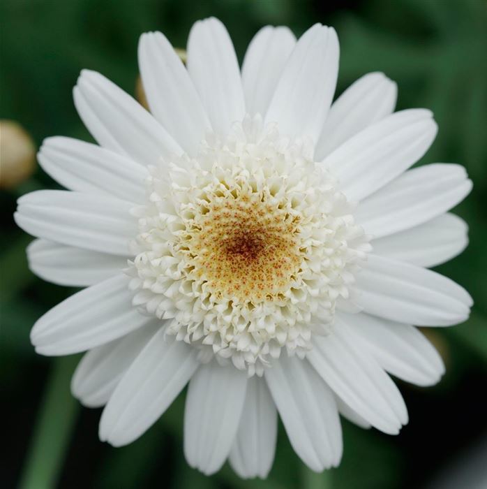 Strauchmargerite Aramis® 'Double Choc'