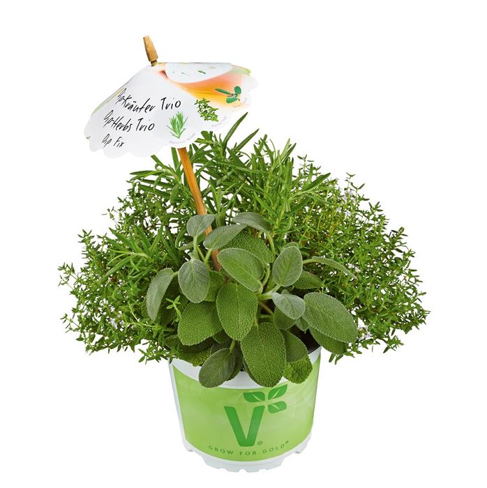 Kräuter-Trio Dip Fix