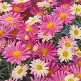 Strauchmargerite Aramis® 'Lemon & Pink'