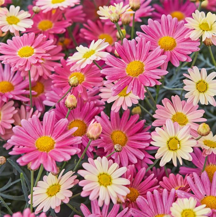 Strauchmargerite Aramis® 'Lemon & Pink'