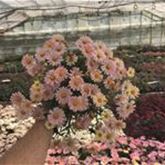 Strauchmargerite Aramis® 'Lemon & Pink'