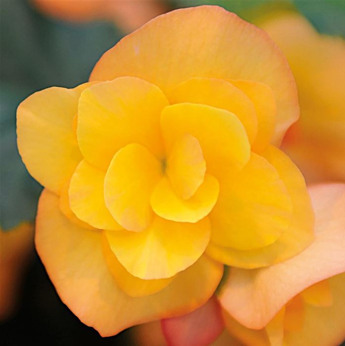 Sonnen-Begonie 'Sunpleasure® Apricot