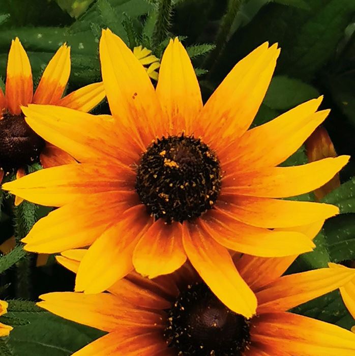 Sonnenhut 'Summerdaisy's® Compact Bicolor'