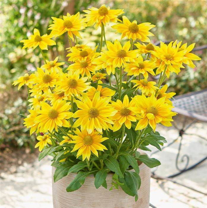 Sonnenhut 'Summerdaisy's® Green Sun'