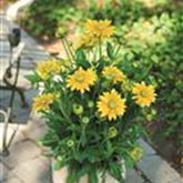 Sonnenhut 'Summerdaisy's® Green Sun'