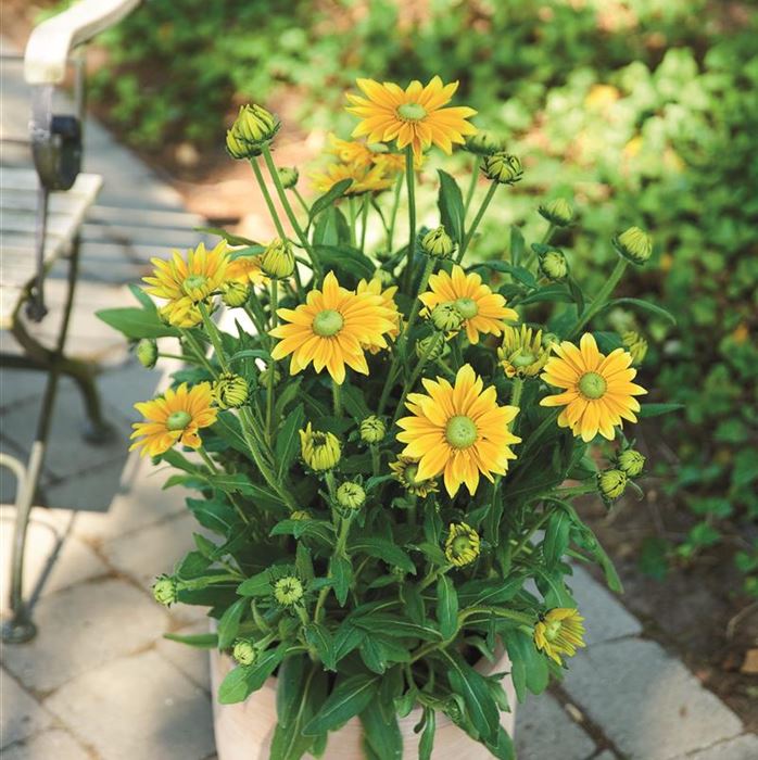 Sonnenhut 'Summerdaisy's® Green Sun'