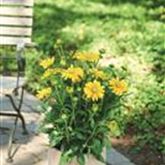 Sonnenhut 'Summerdaisy's® Green Sun'