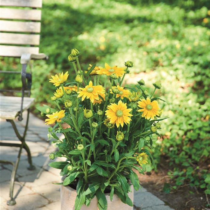 Sonnenhut 'Summerdaisy's® Green Sun'