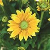 Sonnenhut 'Summerdaisy's® Green Sun'