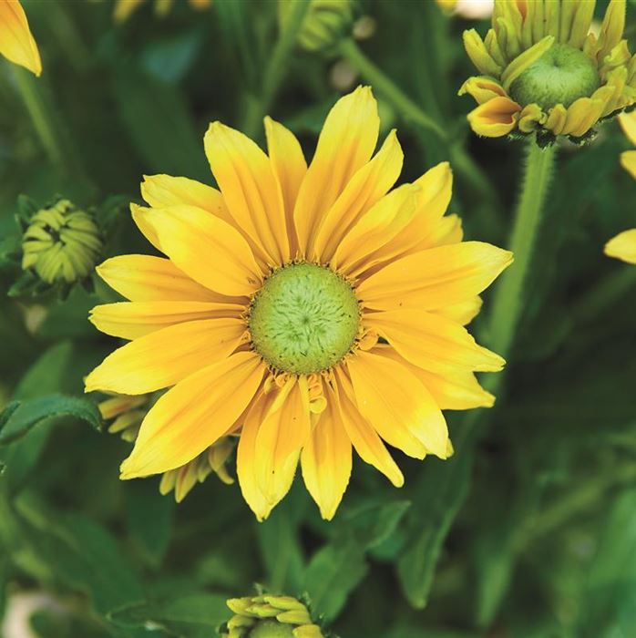 Sonnenhut 'Summerdaisy's® Green Sun'